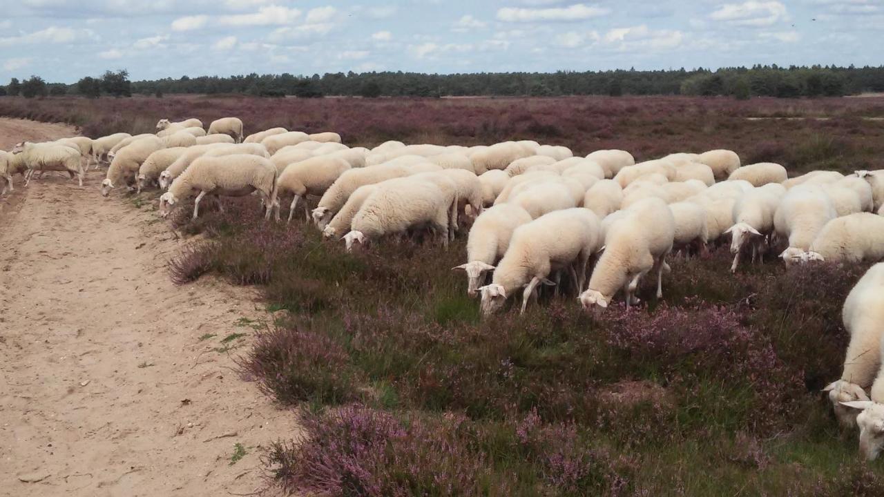 Poort Van De Veluwe Voorthuizen Exteriör bild
